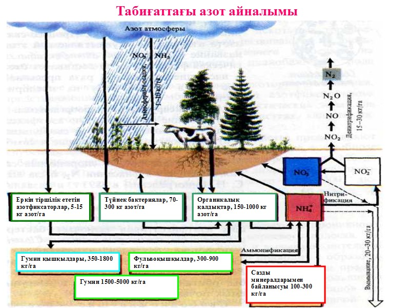 Табиғаттағы азот айналымы